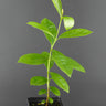 Psidium cattleyanum
