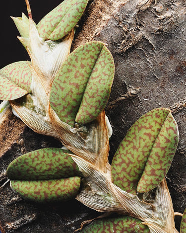 Psychopsiella limminghei
