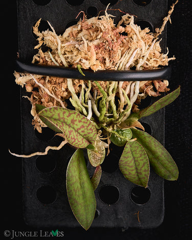 Psychopsiella limminghei