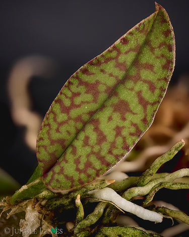 Psychopsiella limminghei
