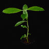 Psychotria alba