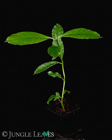 Psychotria alba
