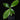 Psychotria alba