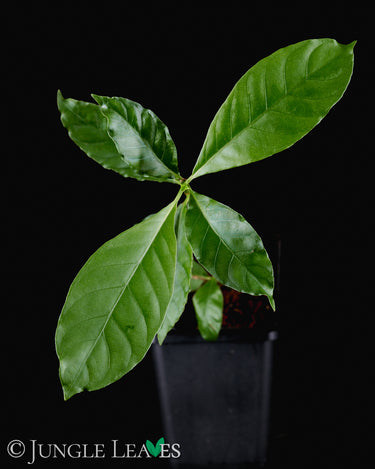Psychotria alba