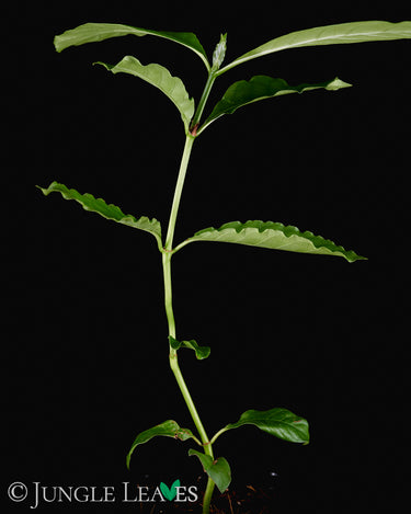 Psychotria alba