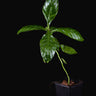 Psychotria viridis