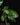 Psychotria viridis