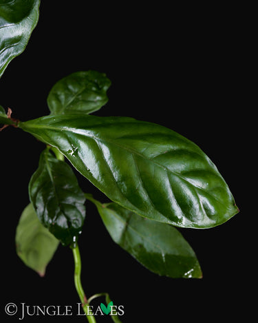 Psychotria viridis