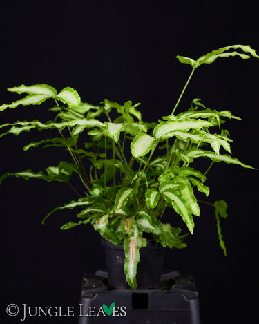 Pteris cretica 'Albolineata'