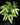 Pteris cretica 'Albolineata'