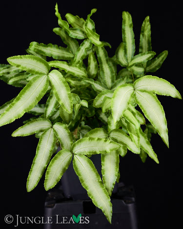 Pteris cretica 'Albolineata'