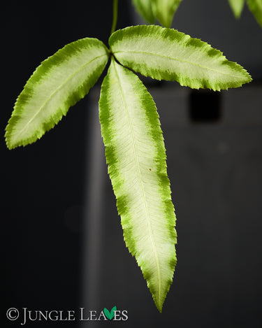 Pteris cretica 'Albolineata'