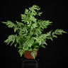 Pteris ensiformis 'Evergemiensis'