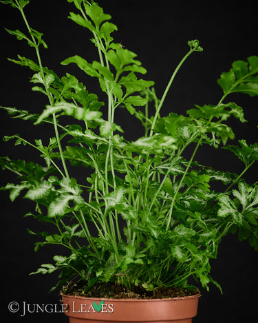 Pteris ensiformis 'Evergemiensis'