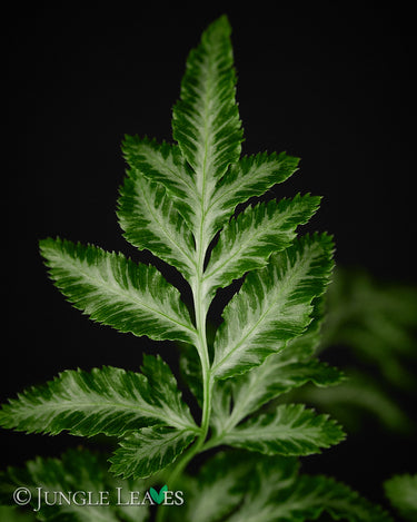 Pteris ensiformis 'Evergemiensis'