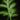 Pteris ensiformis 'Evergemiensis'