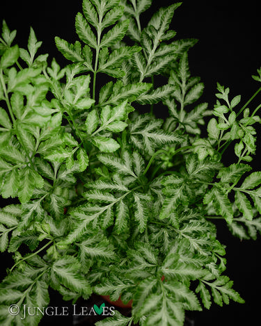 Pteris ensiformis 'Evergemiensis'