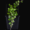 Pyrrosia nummulariifolia