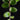 Pyrrosia nummulariifolia
