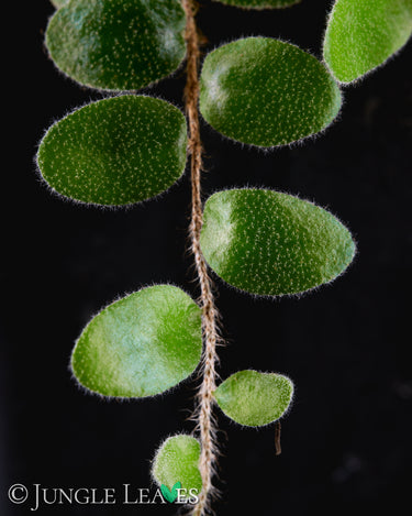 Pyrrosia nummulariifolia