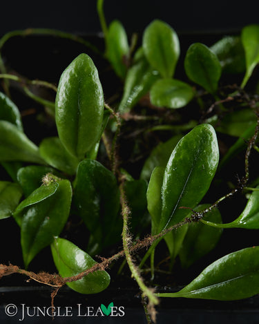 Pyrrosia serpens