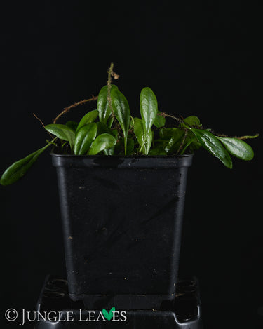 Pyrrosia serpens