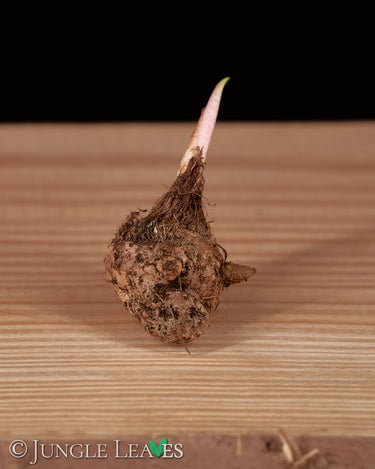 Remusatia vivipara