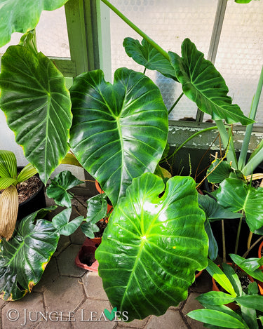 Remusatia vivipara