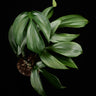 Rhaphidophora decursiva