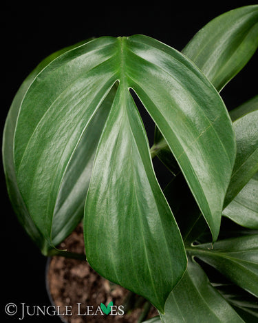 Rhaphidophora decursiva