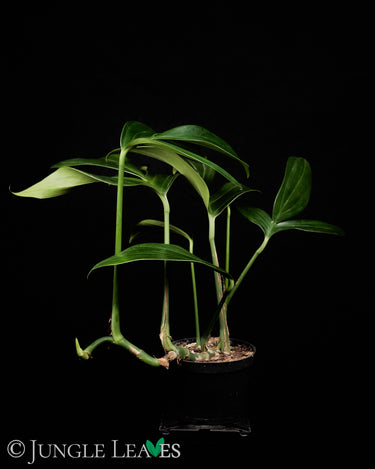 Rhaphidophora decursiva