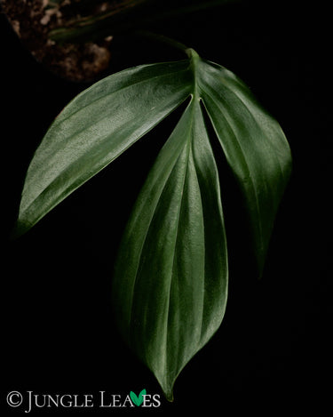 Rhaphidophora decursiva