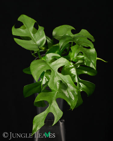 Rhaphidophora tetrasperma (Monstera 'Minima')