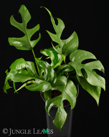 Rhaphidophora tetrasperma (Monstera 'Minima')