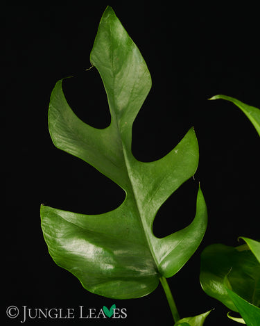 Rhaphidophora tetrasperma (Monstera 'Minima')