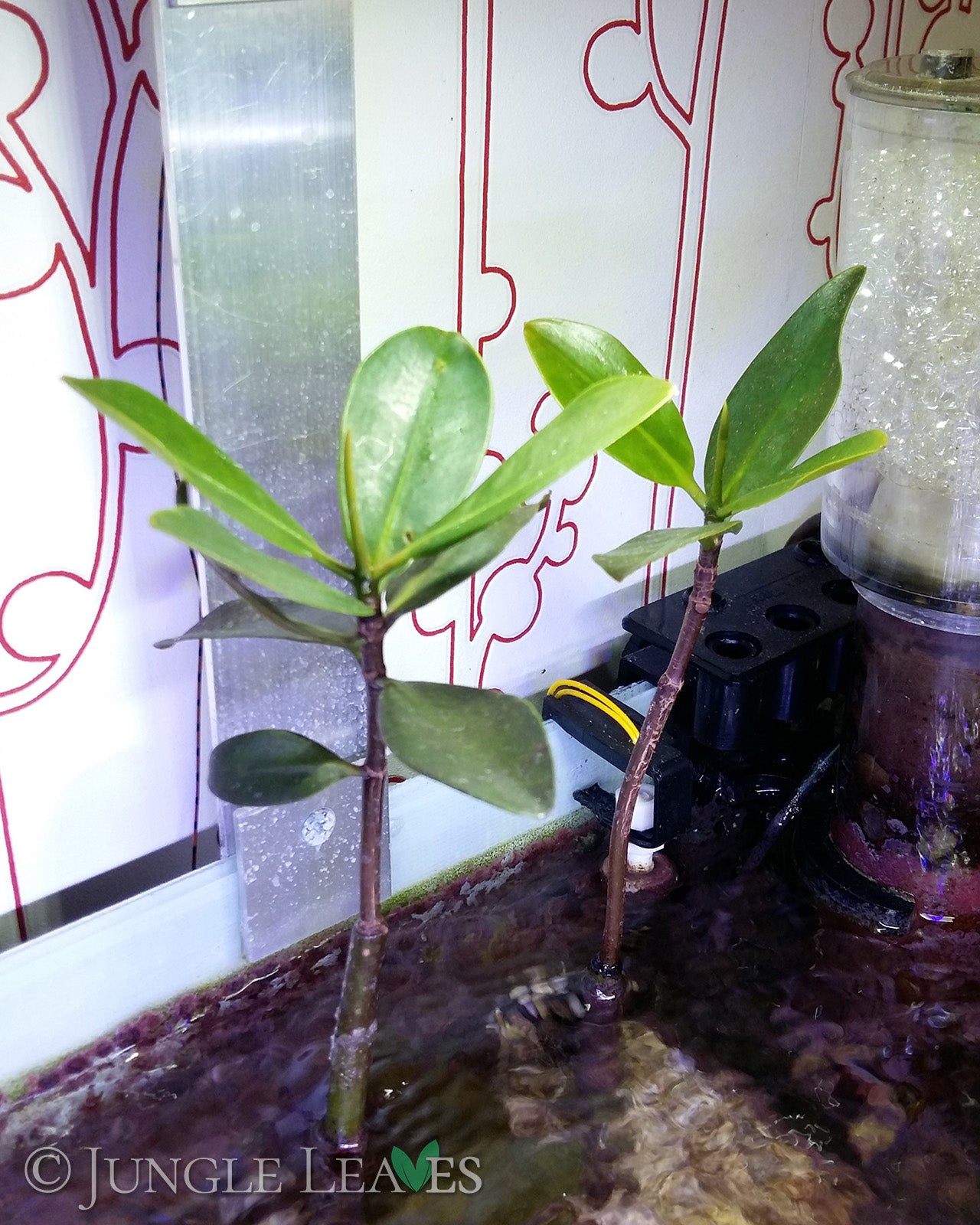 Rhizophora mangle (Rote Mangrove) – Jungle Leaves
