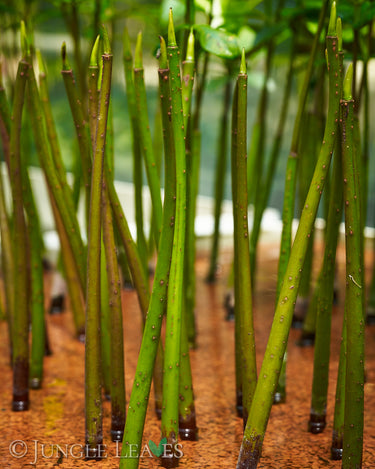 Rhizophora mangle (Rote Mangrove)