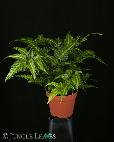 Rumohra adiantiformis ‘variegata’