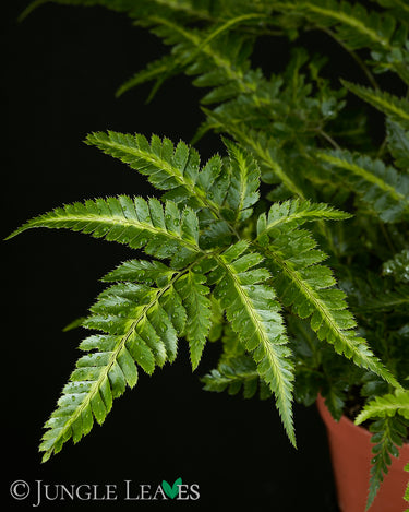 Rumohra adiantiformis ‘variegata’