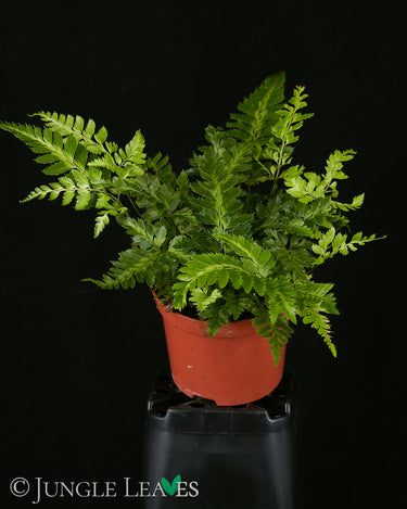Rumohra adiantiformis ‘variegata’ (Panaschierter Lederfarn)