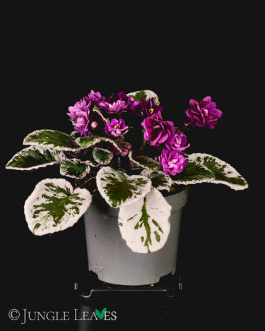 Saintpaulia 'Hovariagata'