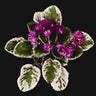 Saintpaulia 'Hovariagata'