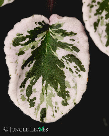 Saintpaulia 'Hovariagata'