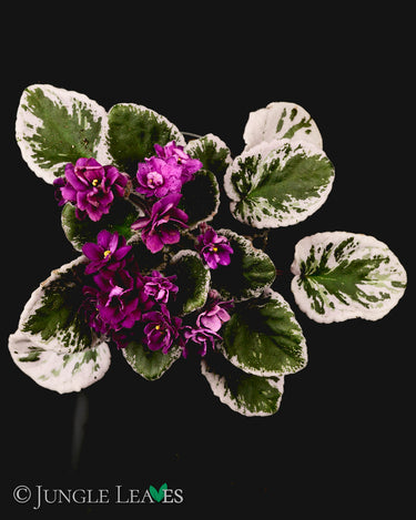 Saintpaulia 'Hovariagata'
