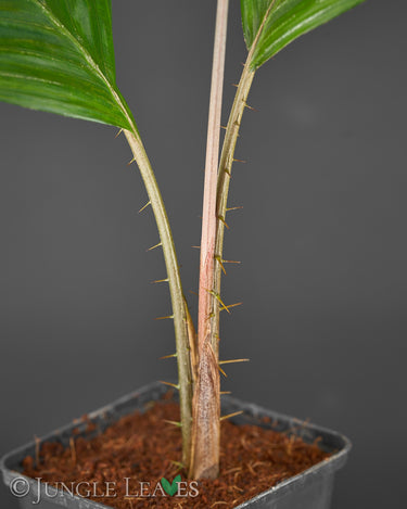 Salacca zalacca