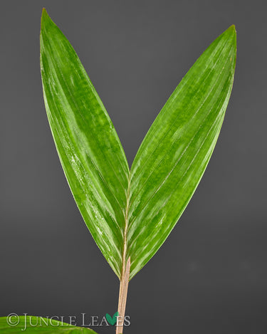 Salacca zalacca