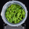 Salvinia auriculata in Vitro