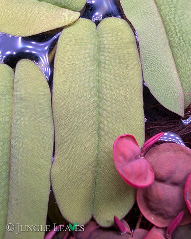 Salvinia oblongifolia