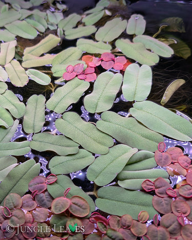 Salvinia oblongifolia