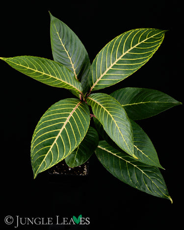 Sanchezia speciosa (Feuerfinger)